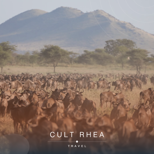 Cult Rhea Travel-Into the Wild
